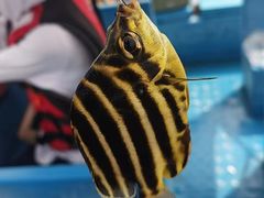 -深圳海钓·深圳钓鱼·拓展聚会鱼排