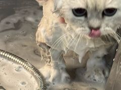 -PETKIT 小佩宠物·低压洗护·美容·寄养(安远店)