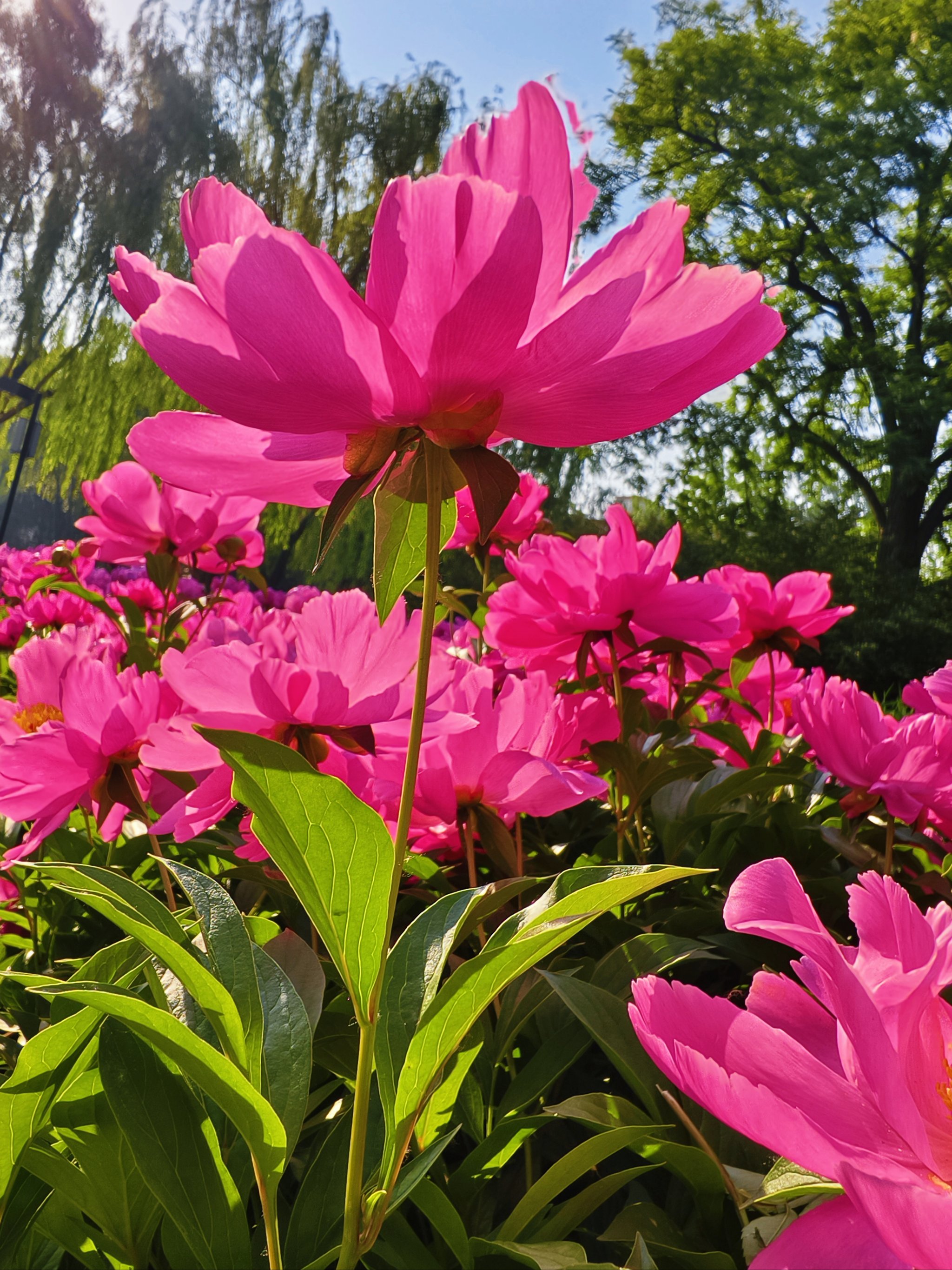 陈巷芍药花图片