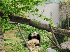 -成都大熊猫繁育研究基地