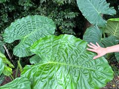 -中国科学院西双版纳热带植物园