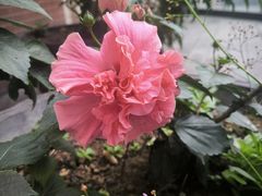 -沙龙酒家