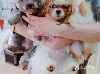 魔都探店｜一次就能撸到20多只狗狗的萌宠店