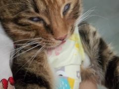 -米苏动物医院·犬猫专科·骨科外科内窥镜