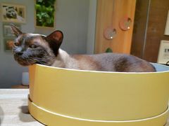 -藏猫猫咖啡主题馆(中央大道店)