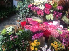 -曲阳花鸟市场(曲阳路店)