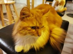 -平行世界·猫咖(首经贸店)