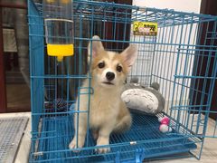 -翊宠yipet猫狗购宠庄园犬舍•猫舍