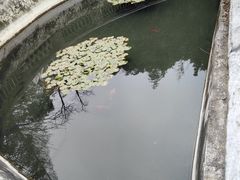 -习家池