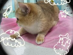-北京观赏动物医院·24小时大型综合·猫专科·异宠专科