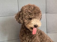 -宠福鑫康馨动物医院·骨科·眼科