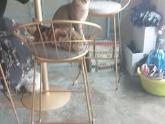 大堂-喵屿·大理花园猫咖