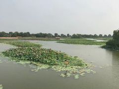 -白洋淀风景区