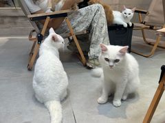 -Heymao猫咖.咖啡厅(东门店)