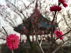-无锡梅园公园