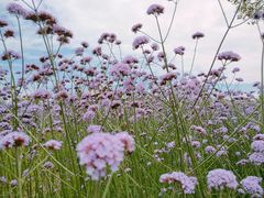 -杭州城北体育公园