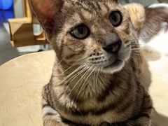 -more than meow吴止猫主题餐厅(承德 中船汇店)