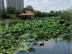 -前关湿地公园