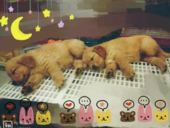 android_upload_pic-乐宠宠物店(世纪金源店)