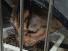 -佳雯宠物医院·皮肤科·内外科(春晓路分院)