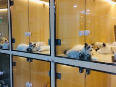-momokira米努特·德文卷毛猫·棉花面纱犬