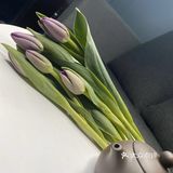 亭亭玉立郁金香🌷