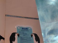 -帝企鹅自助餐厅•儿童岛•真企鹅(长隆企鹅酒店)