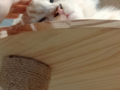-楼上猫咖(罗湖店)