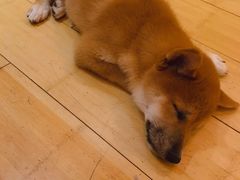 -喜柴咖啡·柴犬狗咖