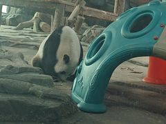 -武汉动物园
