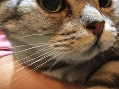 -猫友咖啡店(玉林西路店)
