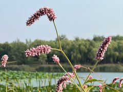 -南海子公园