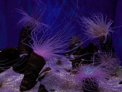 -上海海洋水族馆
