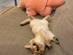 -东方名猫馆·英短金渐层布偶猫舍(环线广场1号楼店)