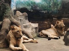 -清迈夜间动物园