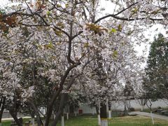 -西安青龙寺遗址景区