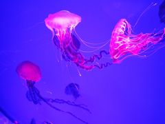 -海合安青岛极地海洋公园
