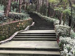 -铁山坪森林公园