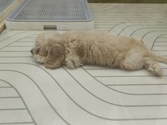 -帕帕拉兹宠物(亚洲旗舰店)