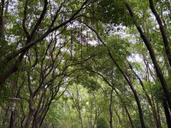 -深圳国际园林花卉博览园