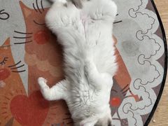 -有喵·猫咖·狗咖·30几只猫10只小狗(岗厦店)
