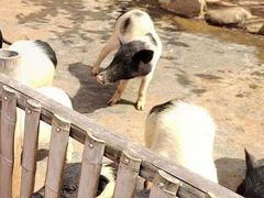 -泉州海丝野生动物世界