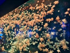 -珠海长隆海洋王国