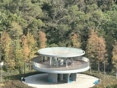 -银湖山郊野公园-相思林