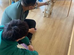 -南京Hallo宠物乐园·哈罗犬舍·柴犬繁育基地
