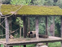 -中国大熊猫保护研究中心雅安碧峰峡基地