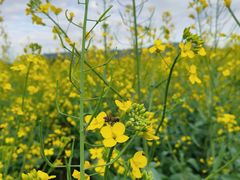 -光明小镇欢乐田园