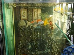 -浩运·海鲜青岛菜·海胆水饺(石老人店)