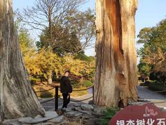 -金钉子远古世界景区