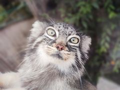 -青藏高原野生动物园